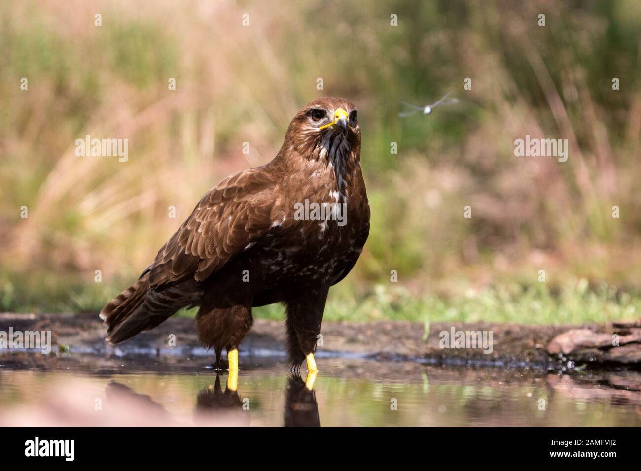portrait of a buzzard, the Netherlands Stock Photo