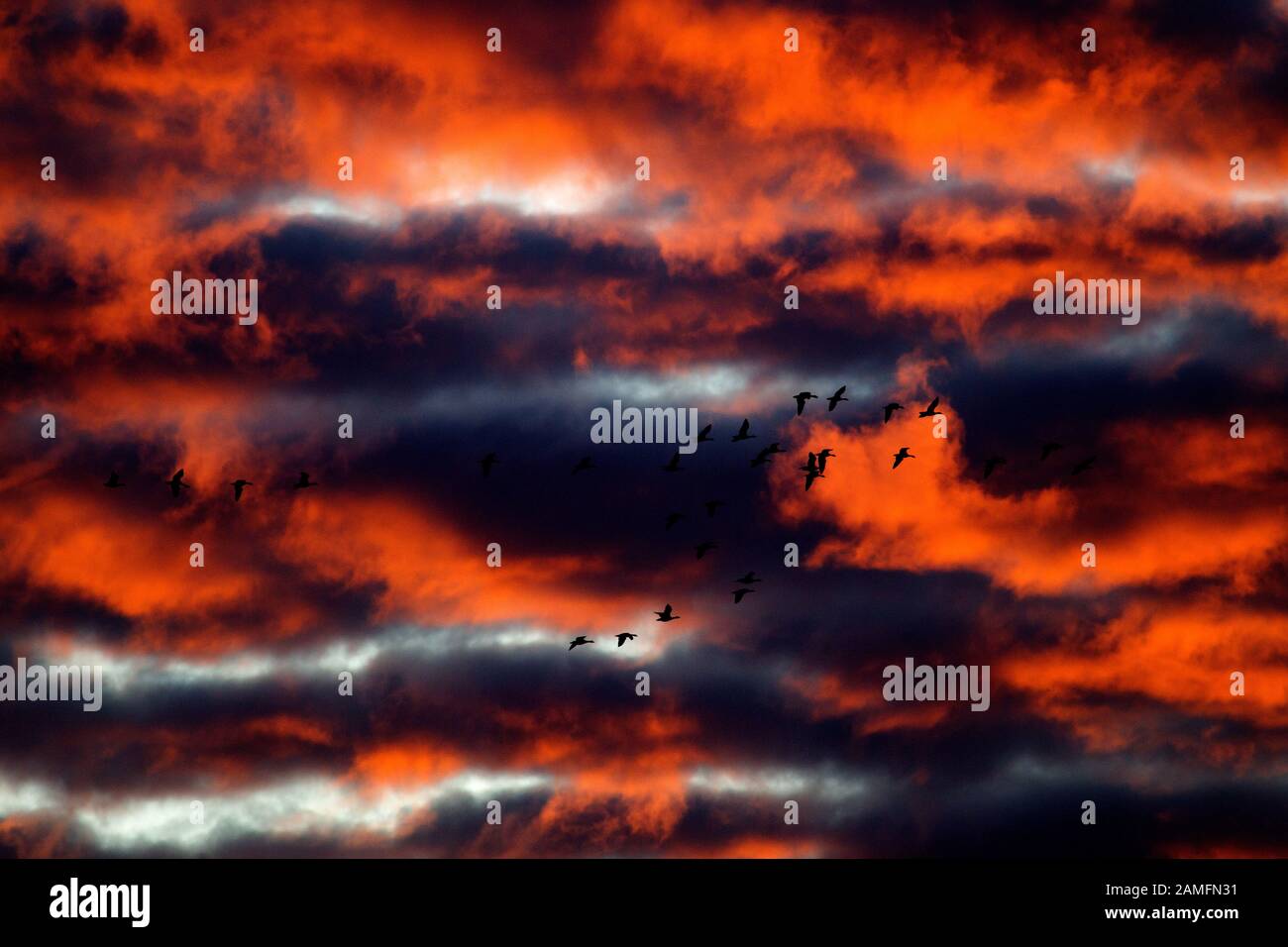 flying geese among orange glowing morning clouds above Oude Kene in Hoogeveen, the Netherlands Stock Photo