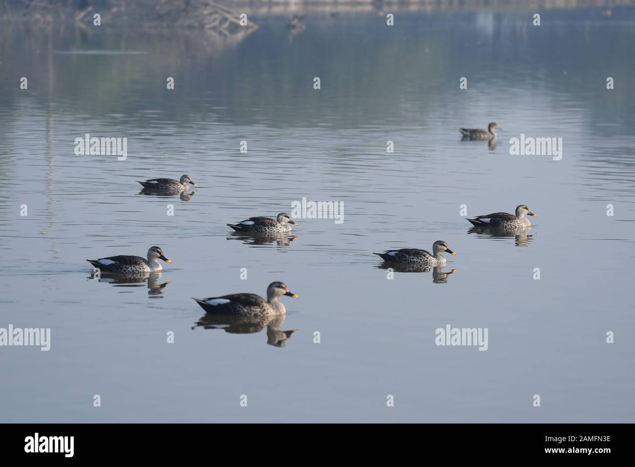 fish birds migratory Stock Photo