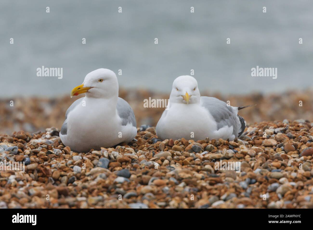 Dull plumage hires stock photography and images Alamy