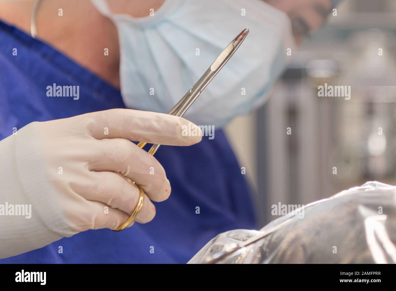 Vet with scalpel just before the operation.Closeup of a woman with surgical mask holding knife in the hand Stock Photo