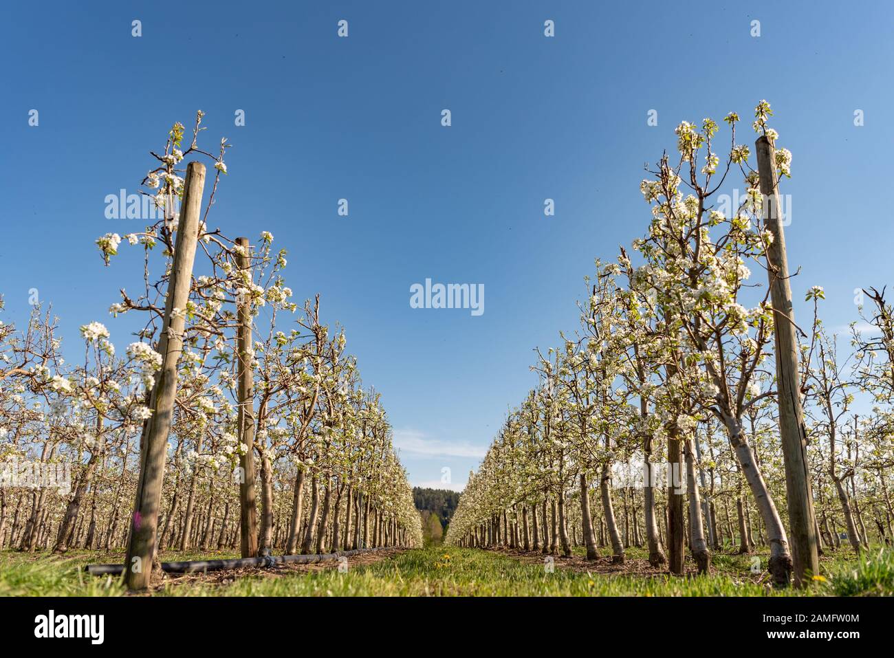 Mixed fruit orchard hires stock photography and images Alamy