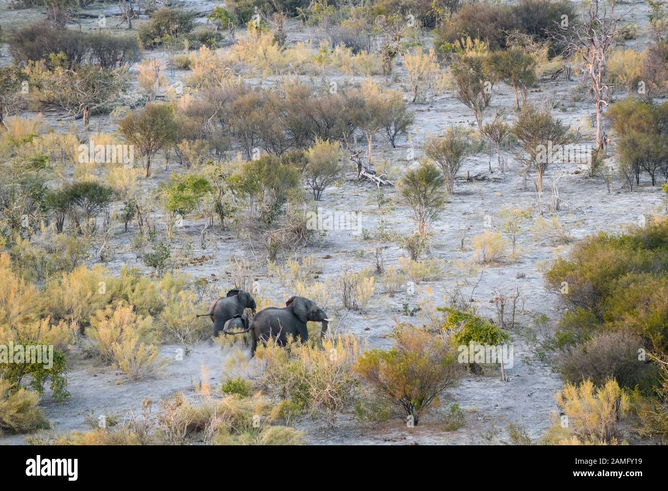 Aerial view of African Elephant, Loxodonta africana, seen from a hot air balloon ride, Bushman Plains, Okavanago Delta, Botswana Stock Photo