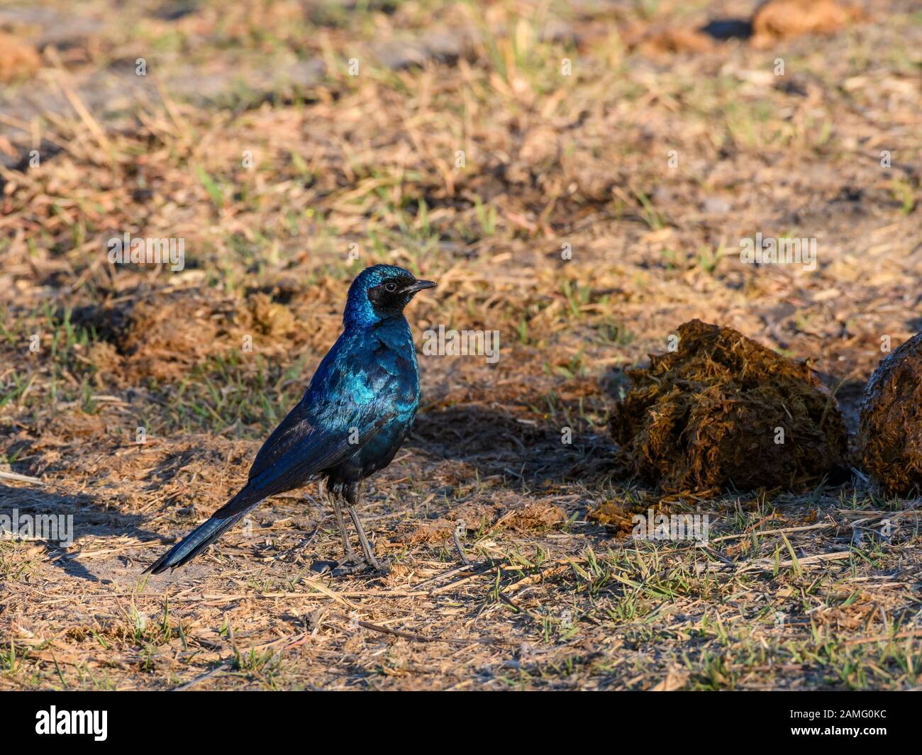 Burchell's Starling or Burchell's Glossy-starling, Lamprotornis australis, Khwai Private Reserve, Okavango Delta, Botswana Stock Photo