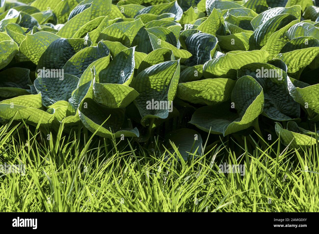 Hosta grass border sunlit leaves edge Stock Photo