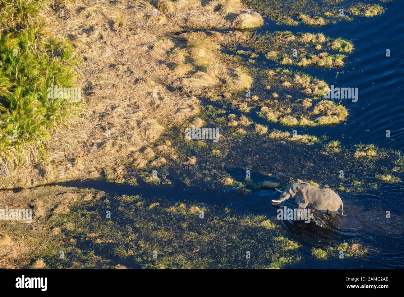 Aerial view of African Elephant, Loxodonta africana, crossing the water, Macatoo, Okavango Delta, Botswana Stock Photo
