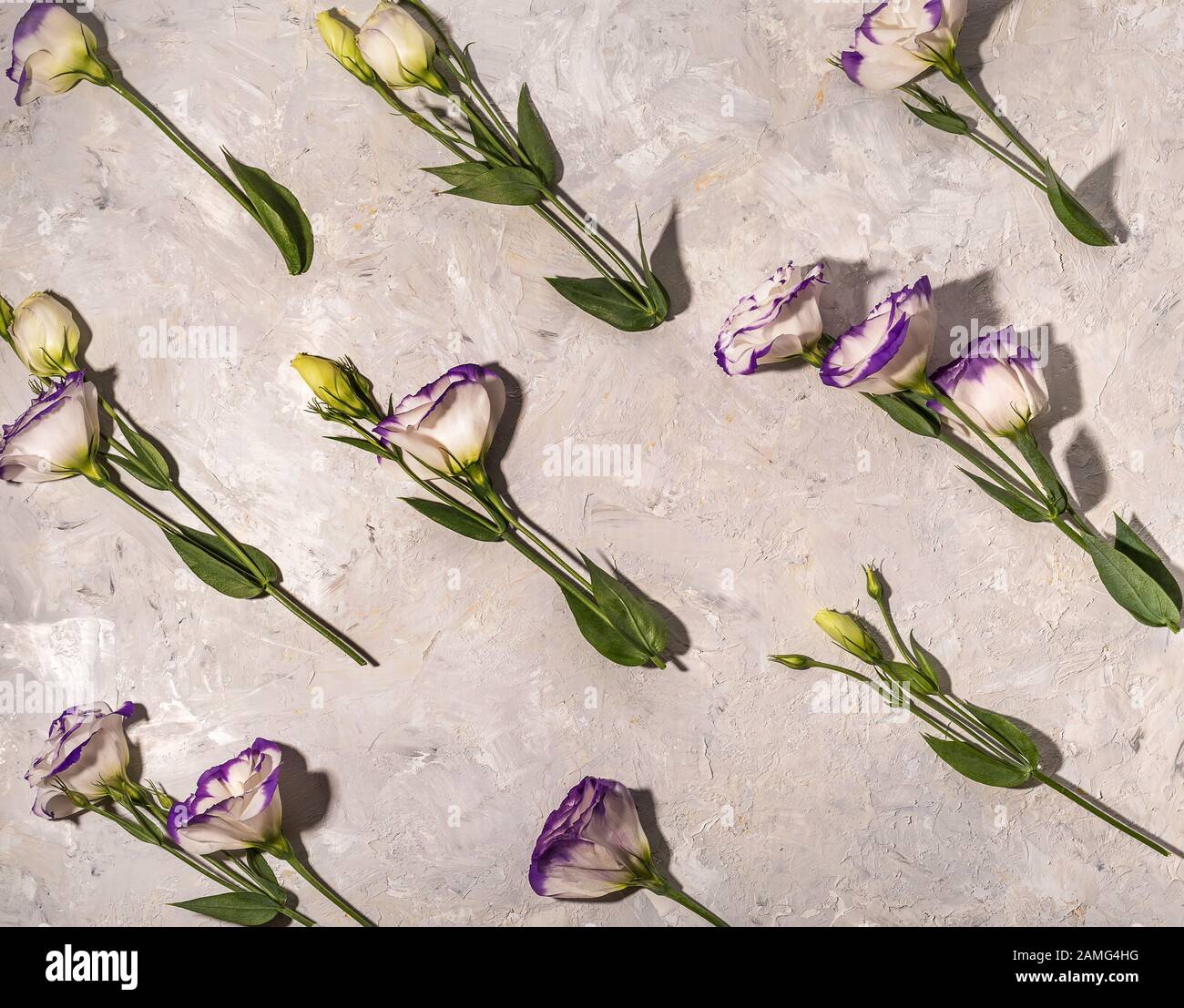 Beautiful white flowers with violet edges on white background, flat lay pattern Stock Photo