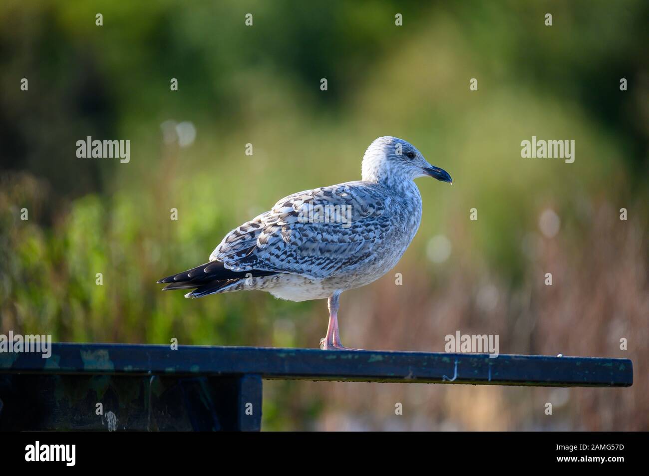 European Herring Gull, UK Stock Photo Alamy