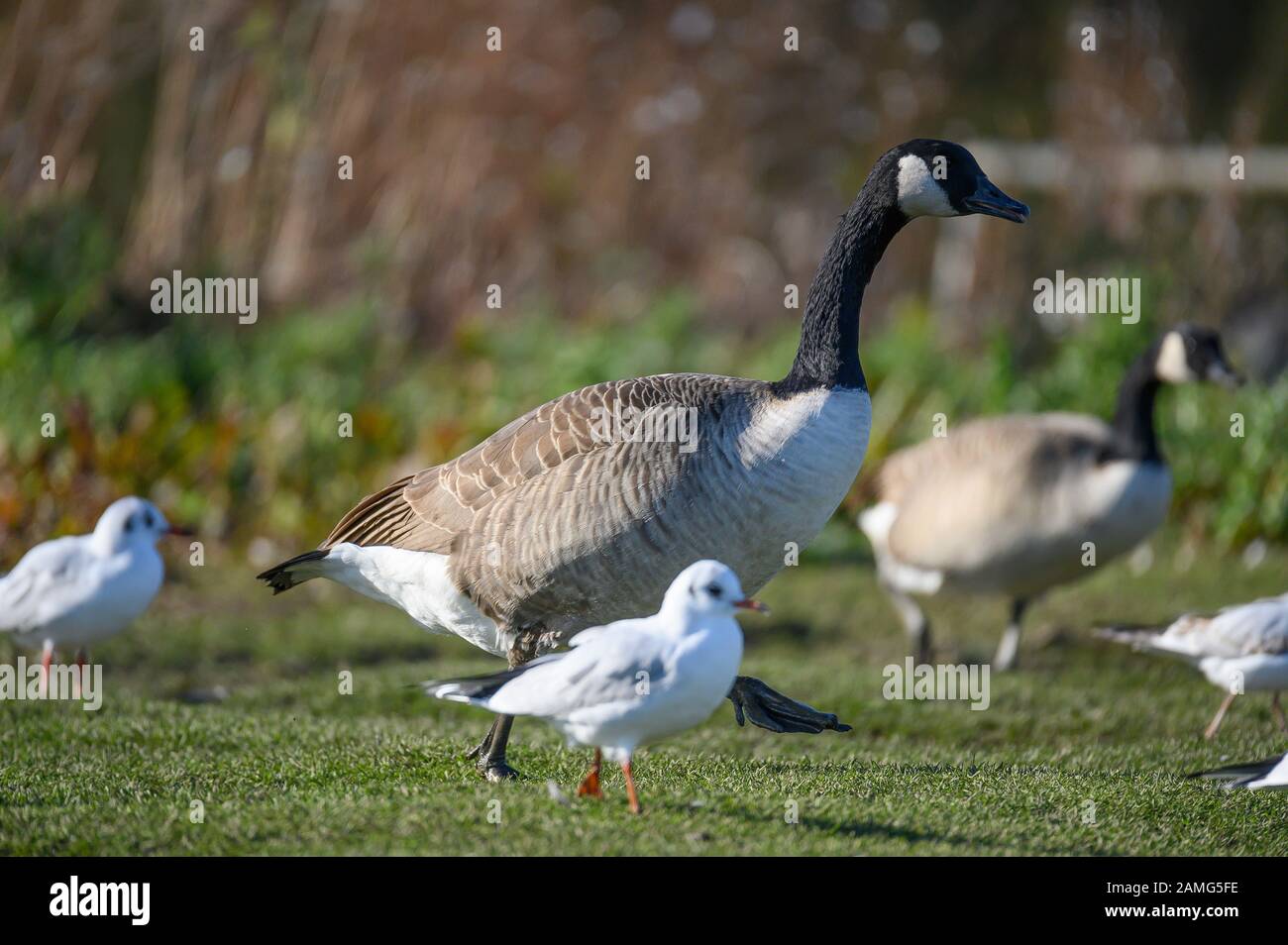 Canada Goose, Ashington, Northumberland, UK Stock Photo