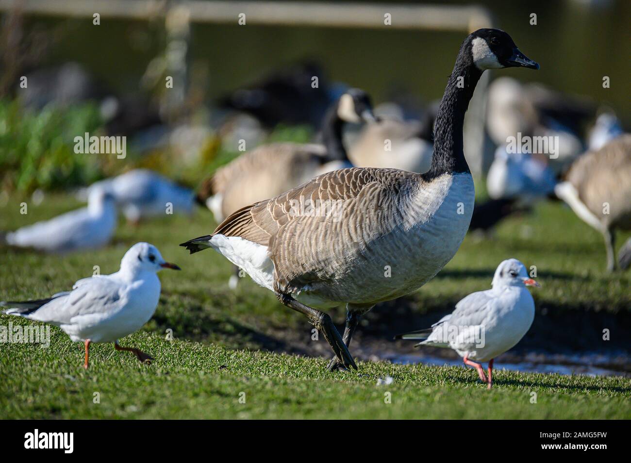 Canada Goose, Ashington, Northumberland, UK Stock Photo