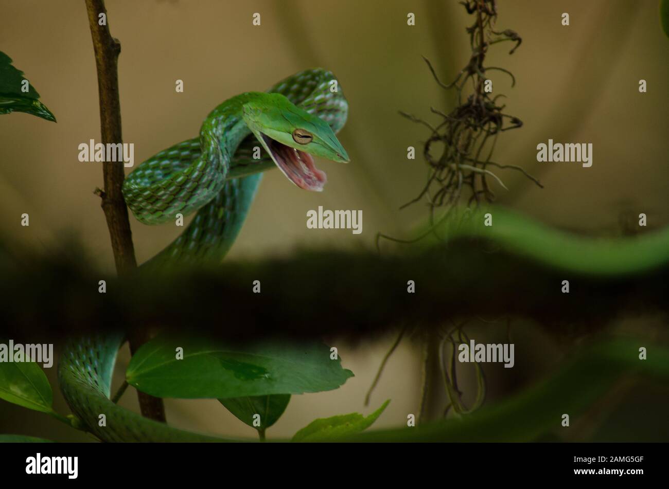 Green Vine Snake in jungle Stock Photo