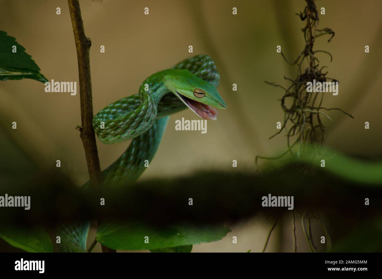 Green Vine Snake in jungle Stock Photo