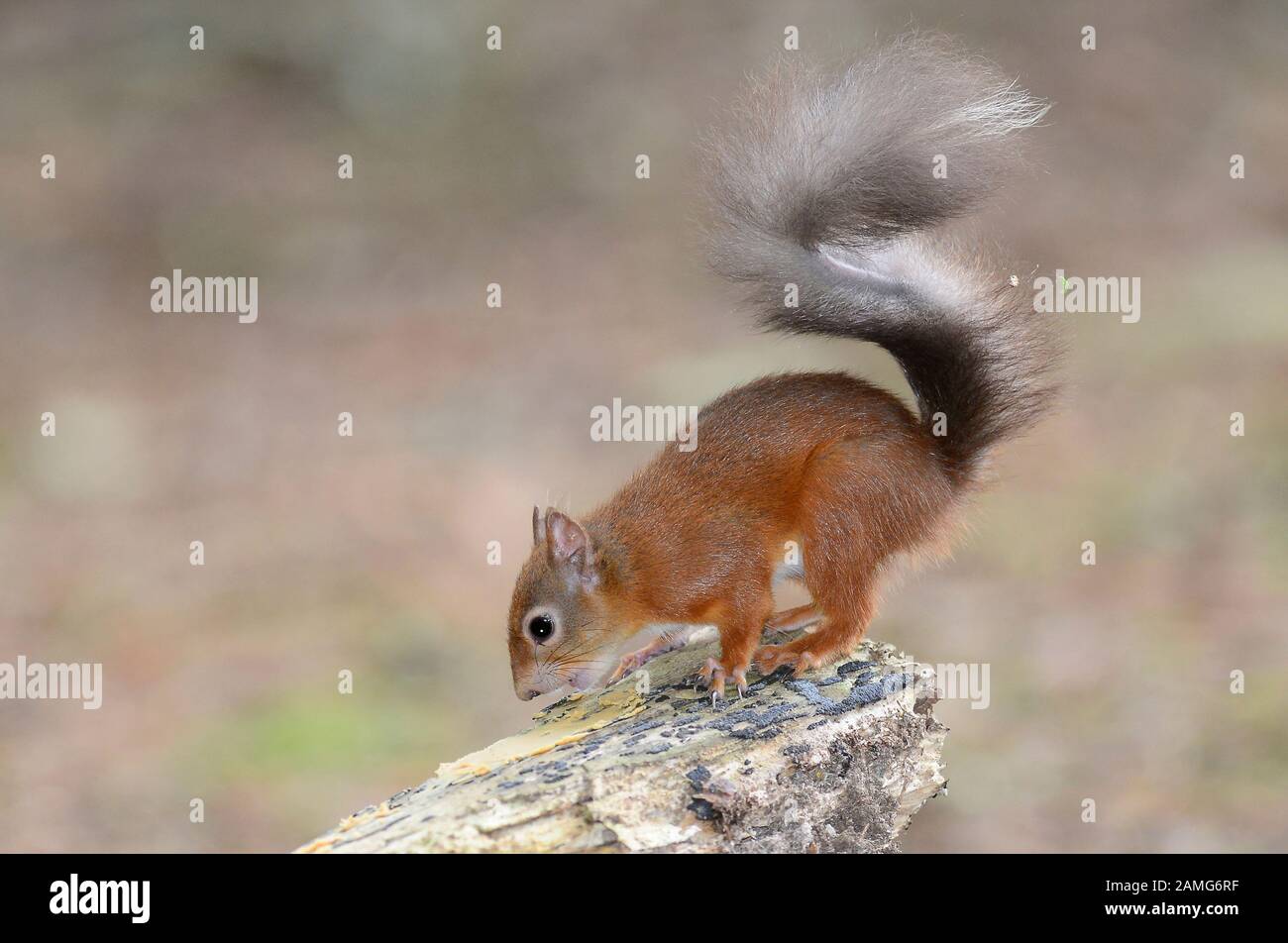 red squirrel Stock Photo