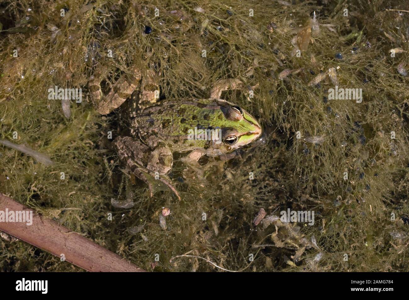 Iberian Marsh Frog (Pelophylax perezi) Stock Photo