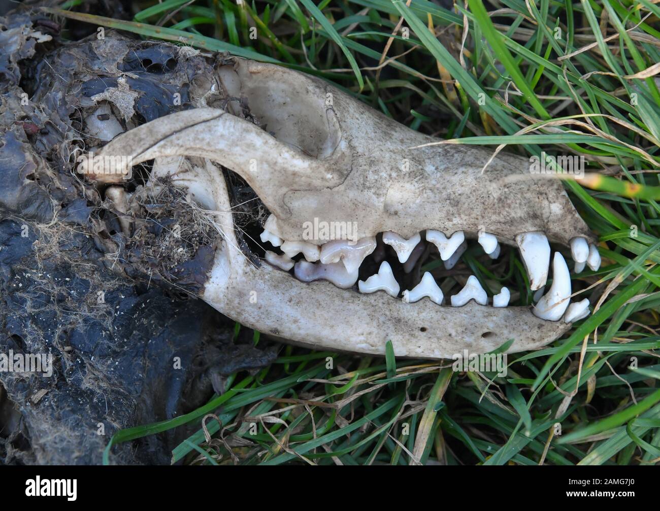 Mallnow Germany 12th Jan A Skull Of A Red Fox Vulpes Vulpes Lies In A Meadow On The Edge Of The Oderbruch In The District Of Markisch Oderland Credit Patrick Pleul Dpa Zentralbild Zb Dpa Alamy Live