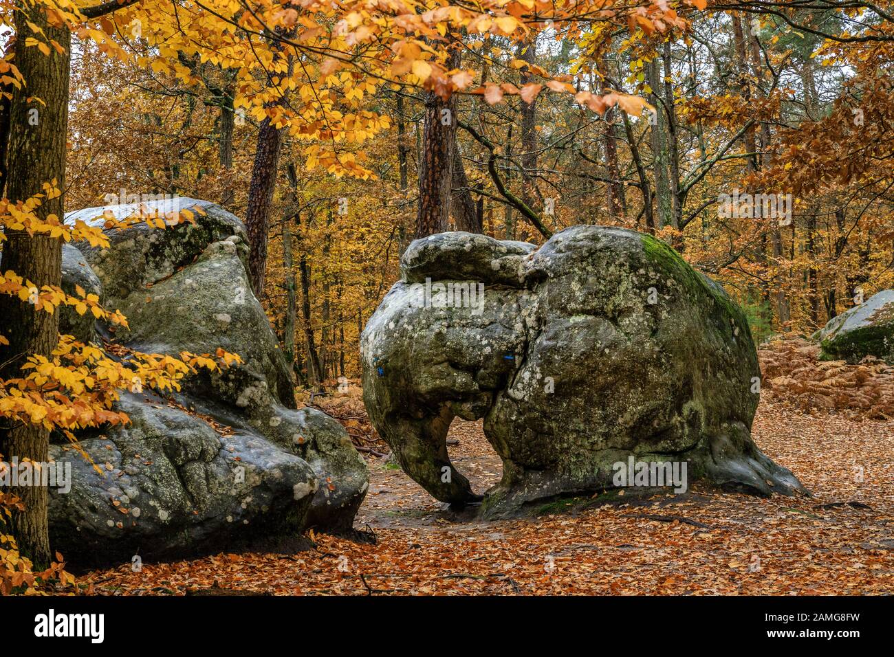Pin Fontainebleau Forest Rock Fontainebleau Forest Office De Pin Fontainebleau Forest Rock Fontainebleau Forest Office De