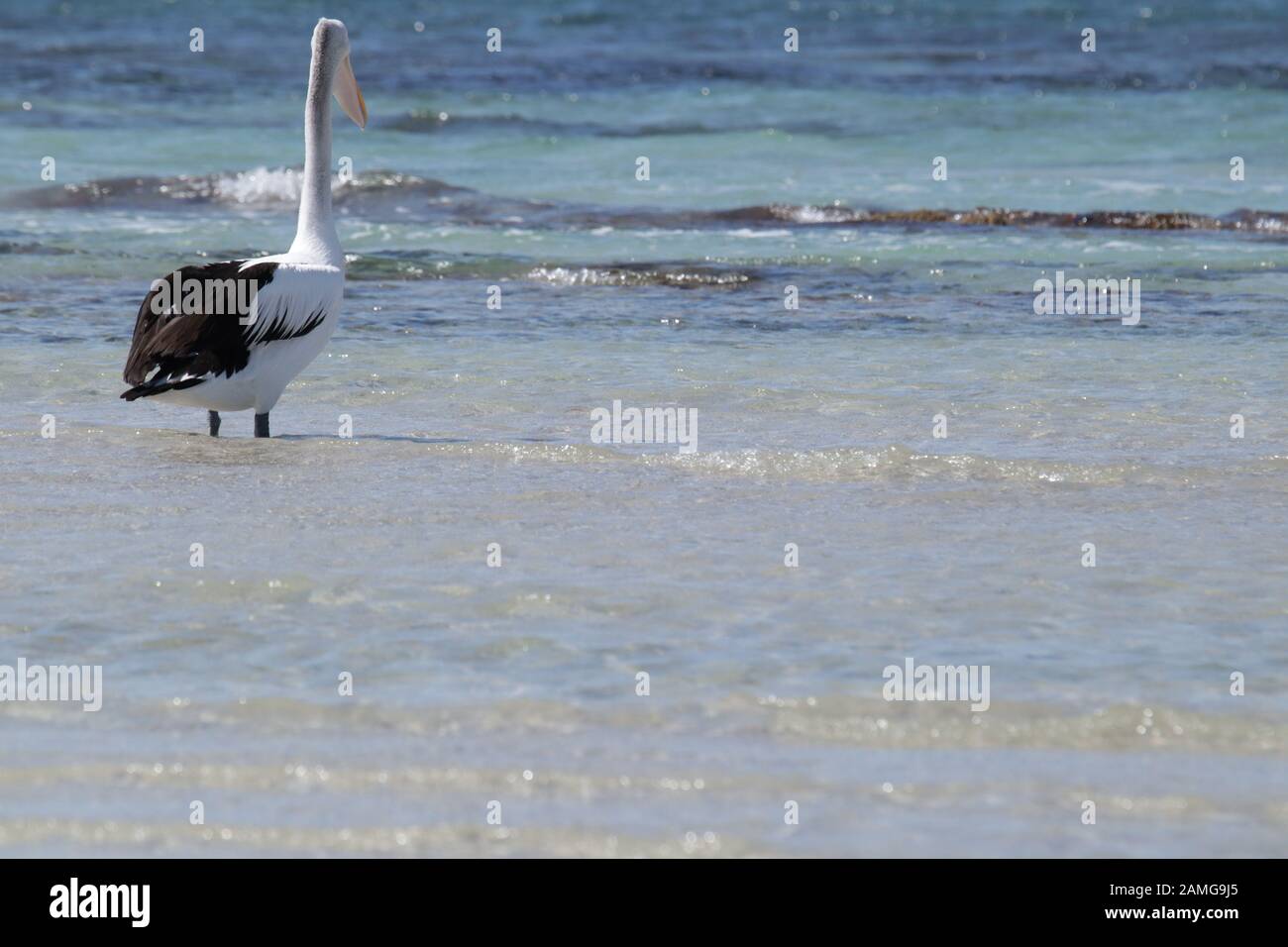 Australian Pelican life Stock Photo - Alamy