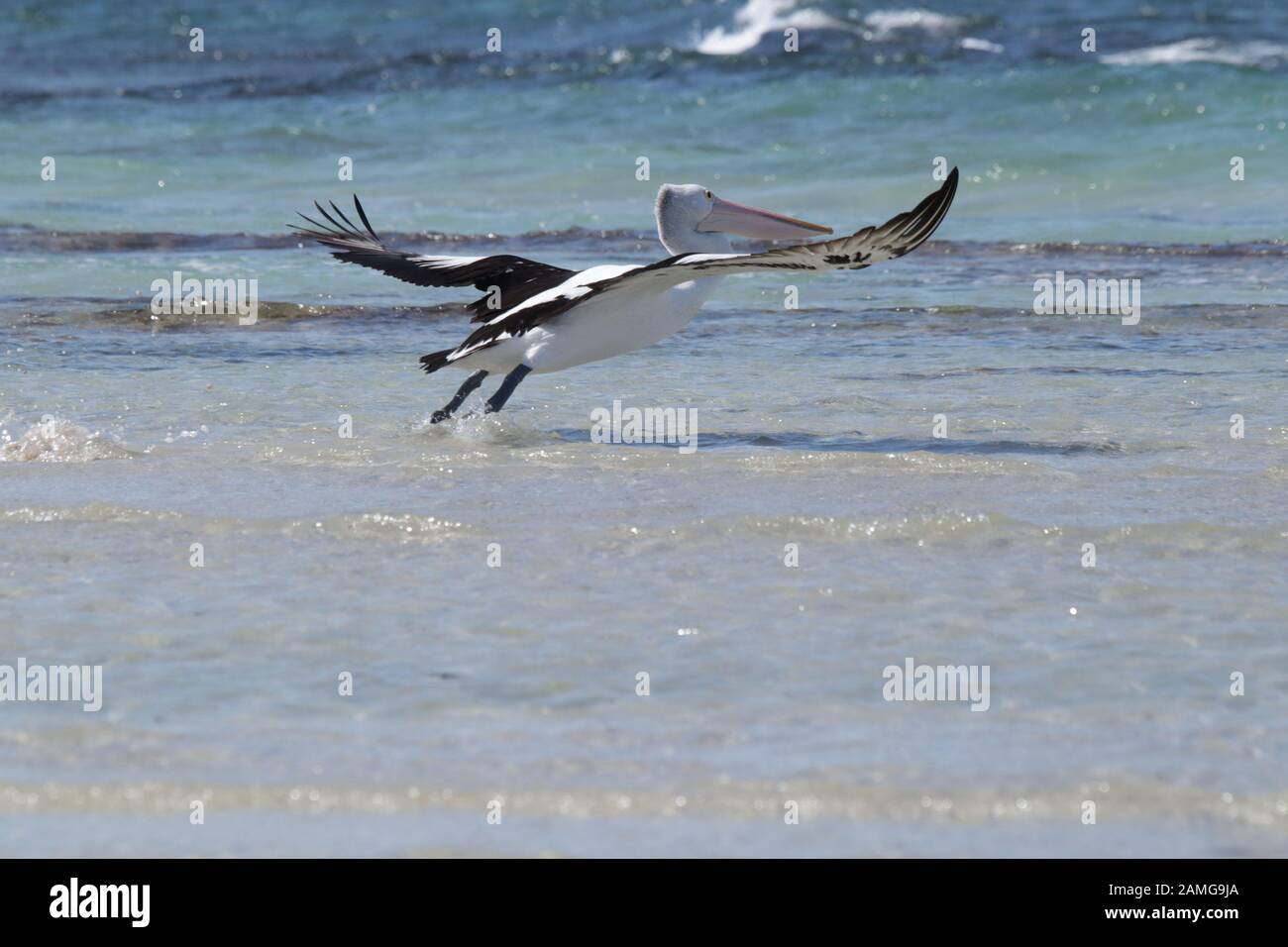 Australian Pelican life Stock Photo - Alamy