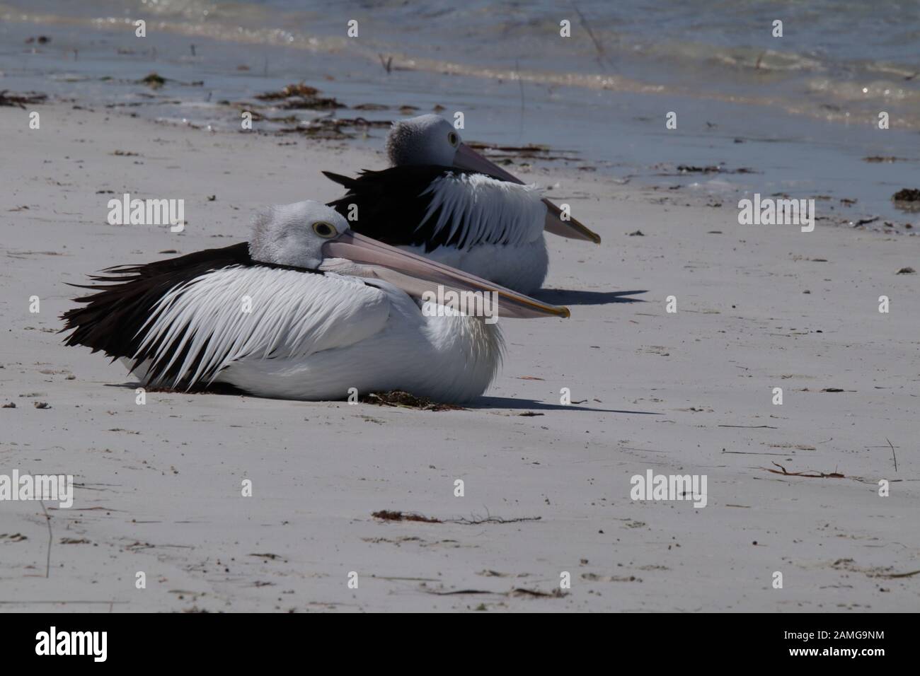 Australian Pelican life Stock Photo - Alamy