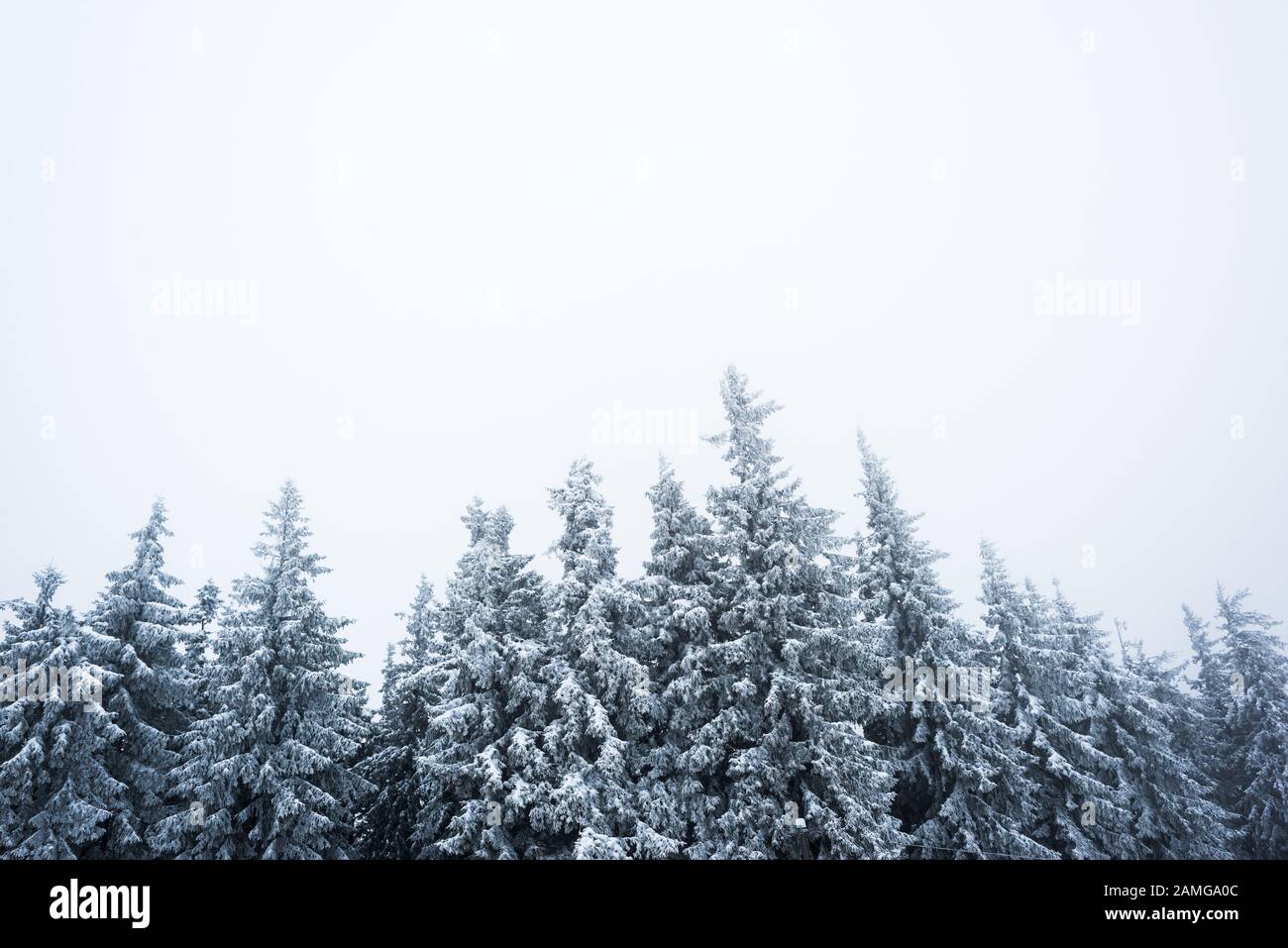 Pine trees snow low angle hi-res stock photography and images - Alamy