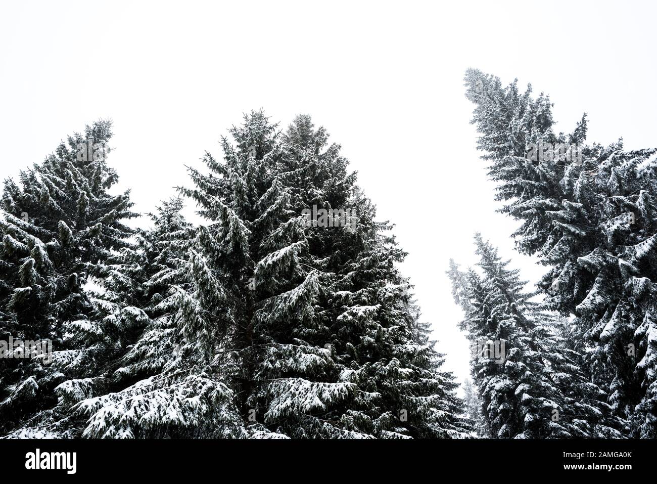 Pine trees snow low angle hi-res stock photography and images - Alamy