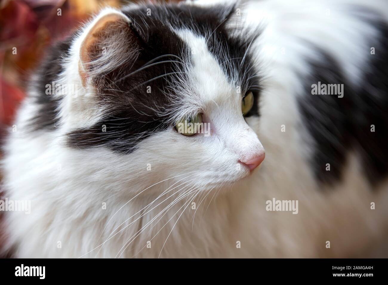 Closeup portrait of a white cat with black spots cat with green eyes close-up Stock Photo