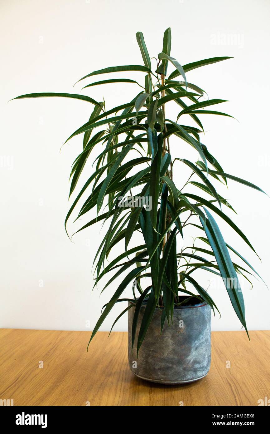 Long leafed fig hires stock photography and images Alamy