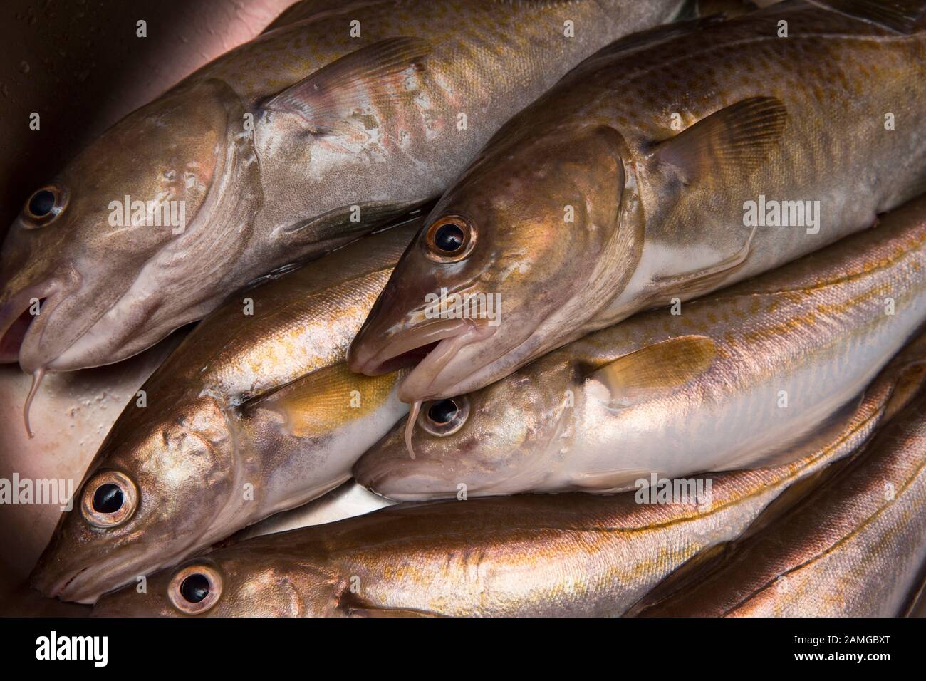 Codling, Gadus morhua, and whiting, Merlangius merlangus, that have been caught on rod and line from Morecambe Bay using a private boat at the end of Stock Photo