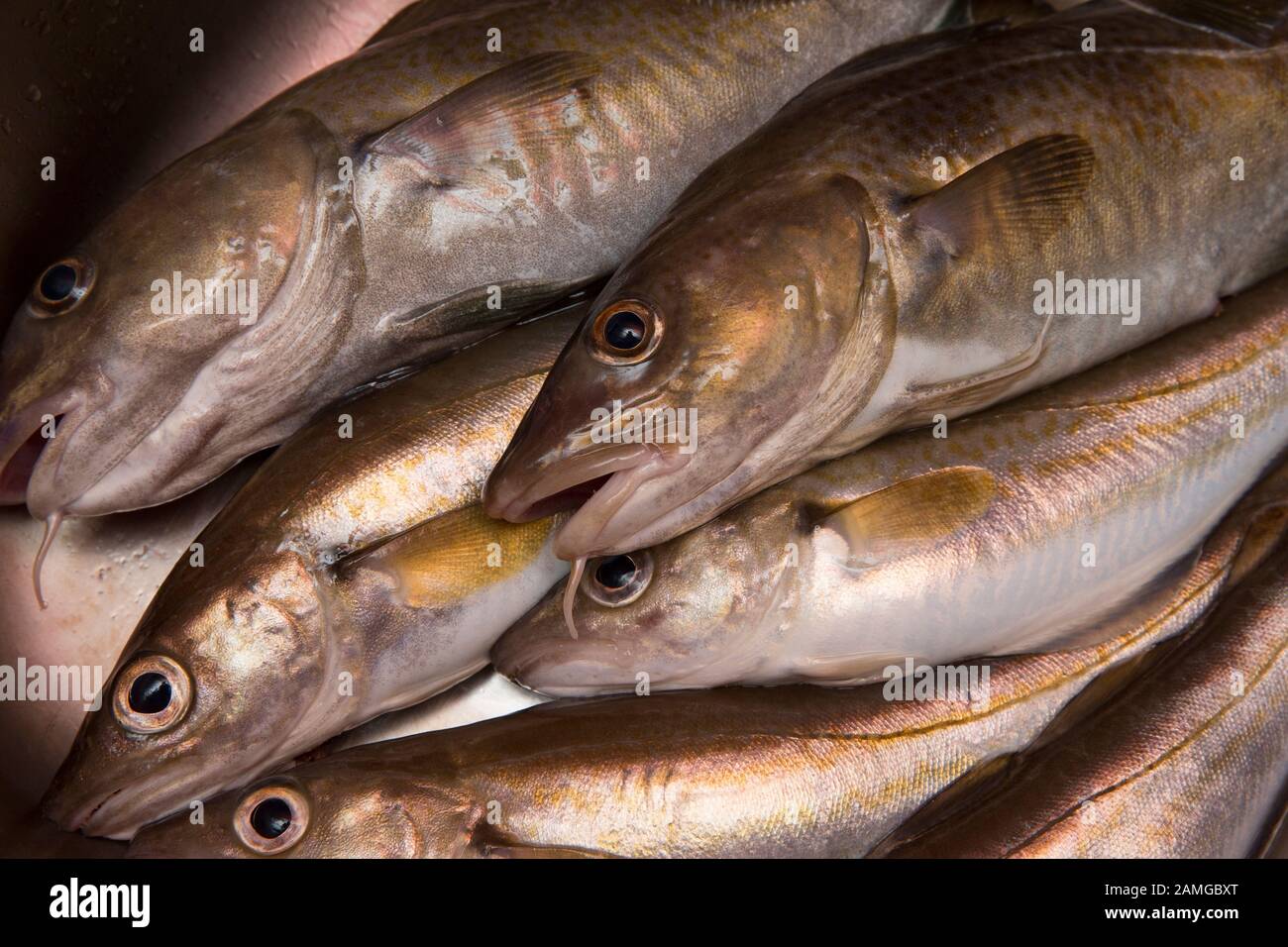 Codling Gadus Morhua And Whiting Merlangius Merlangus That Have codling-gadus-morhua-and-whiting-merlangius-merlangus-that-have