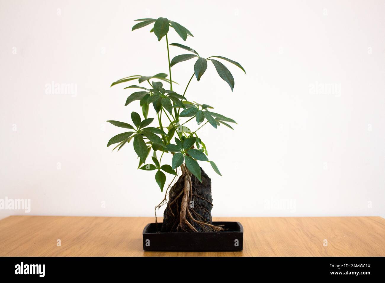 Umbrella plant on volcanic stone against white background Stock Photo