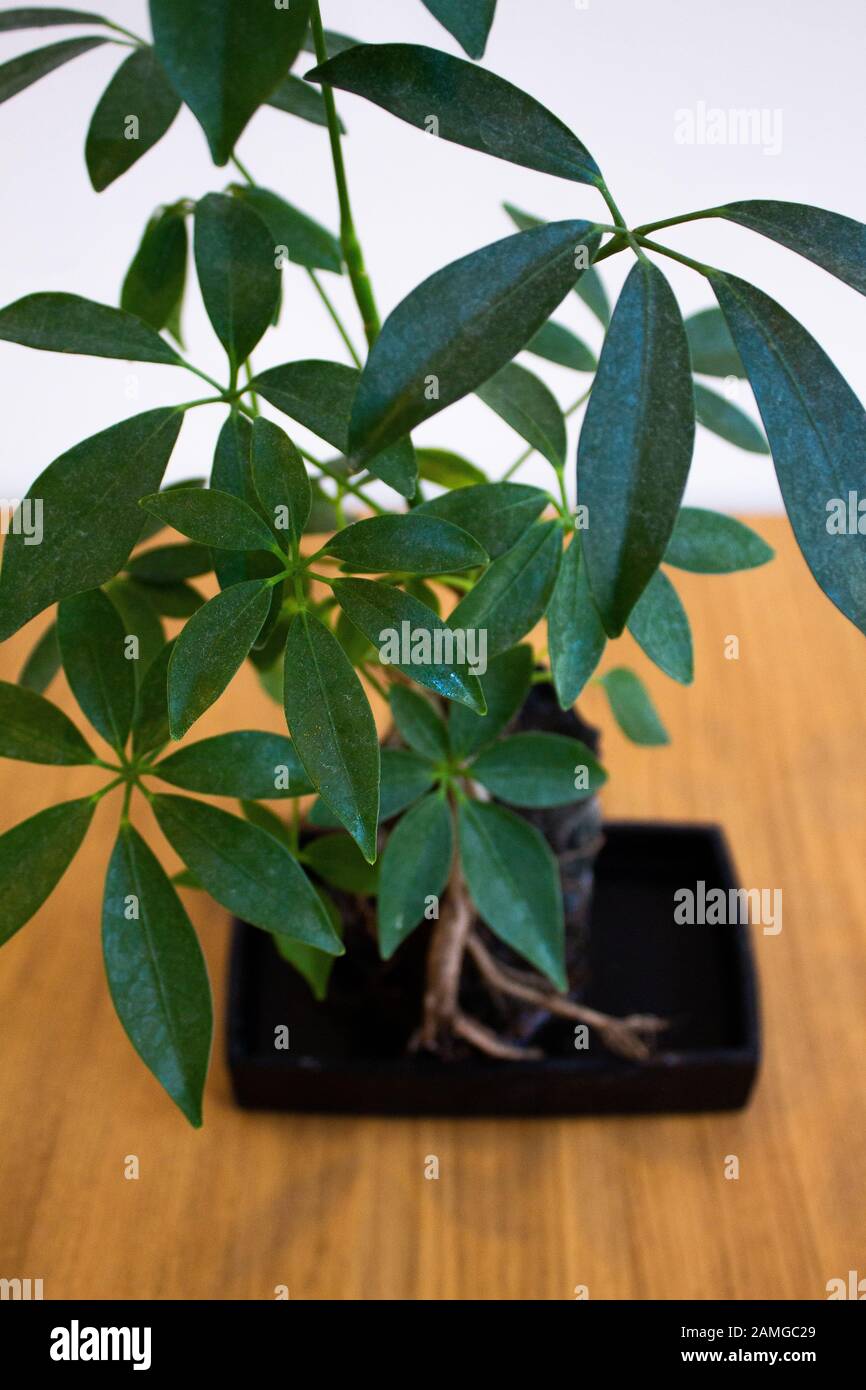 Umbrella plant on volcanic stone against white background Stock Photo
