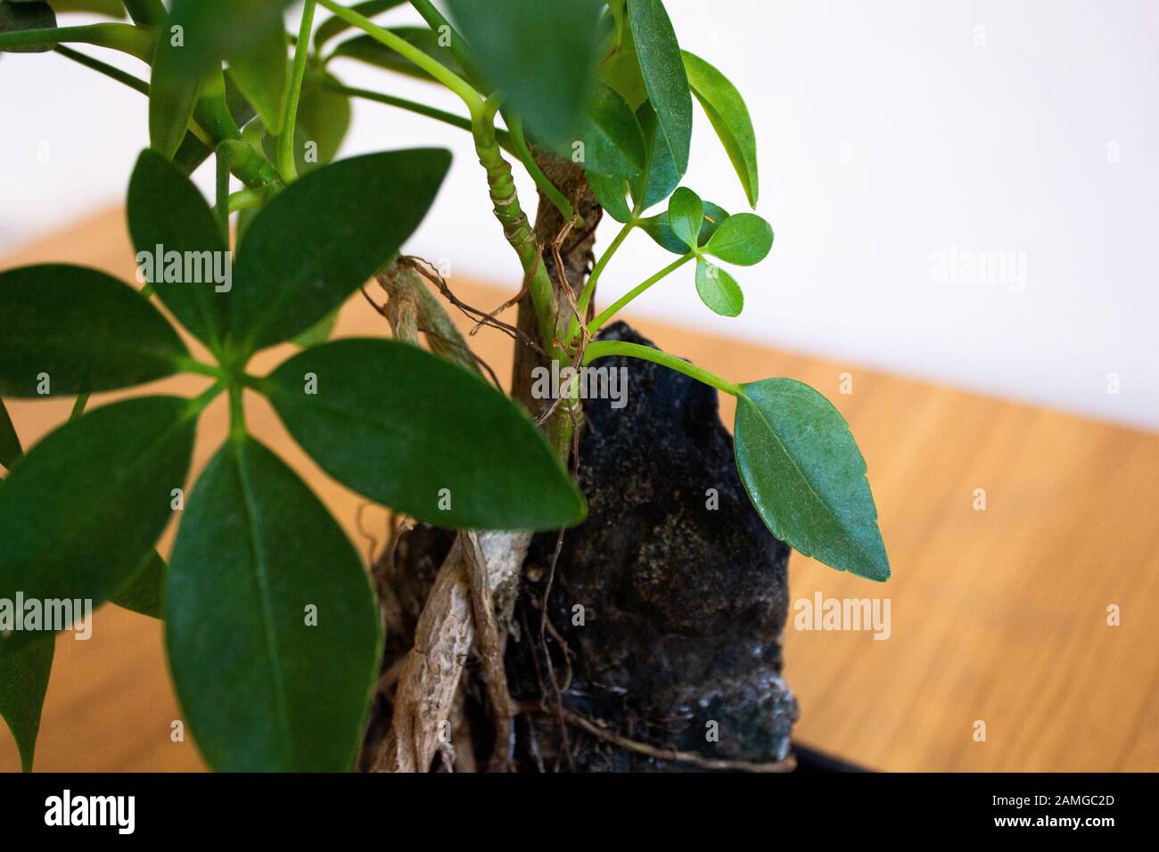 Umbrella plant on volcanic stone against white background Stock Photo