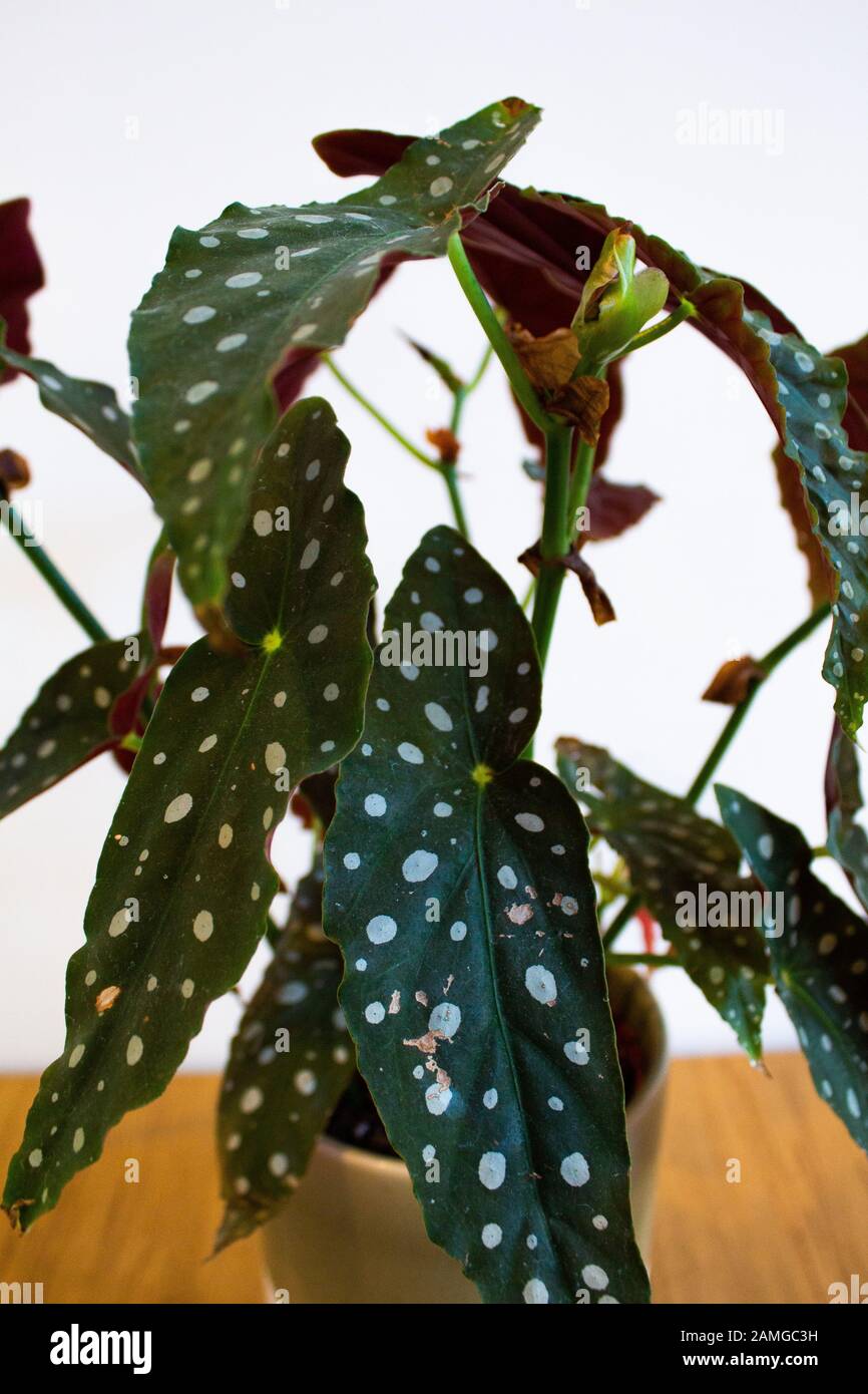Polka Dot Begonia plant in decorative pot against white background Stock Photo