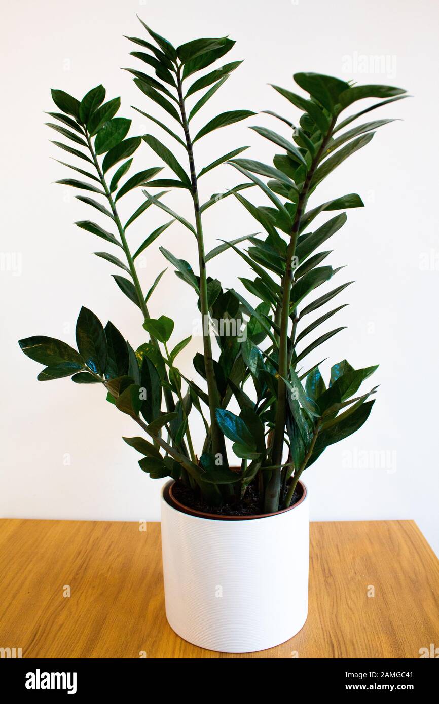 ZZ plant in decorative pot against white background Stock Photo Alamy