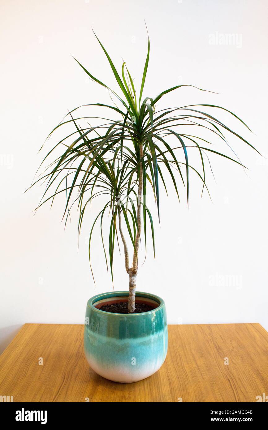 Indoor plant in decorative pot against white background Stock Photo