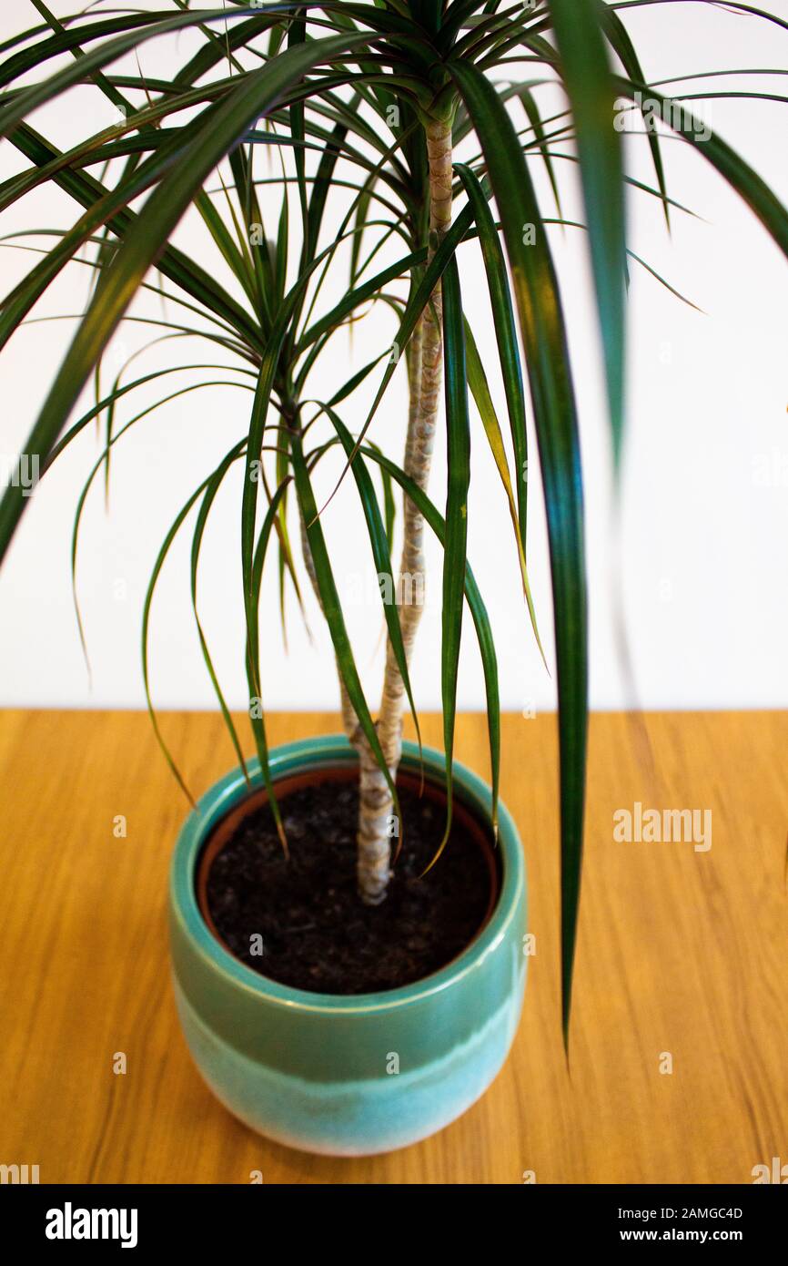 Indoor Plant In Decorative Pot Against White Background Stock