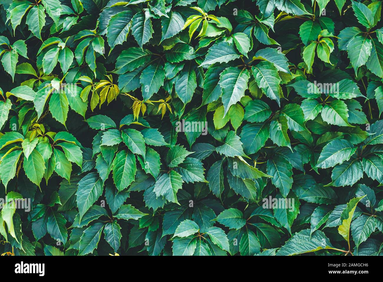 Dark green hedge, creeper leaves on the wall. Natural pattern of hedgerow, texture. Shrubs trees, wild vine leaf background Stock Photo