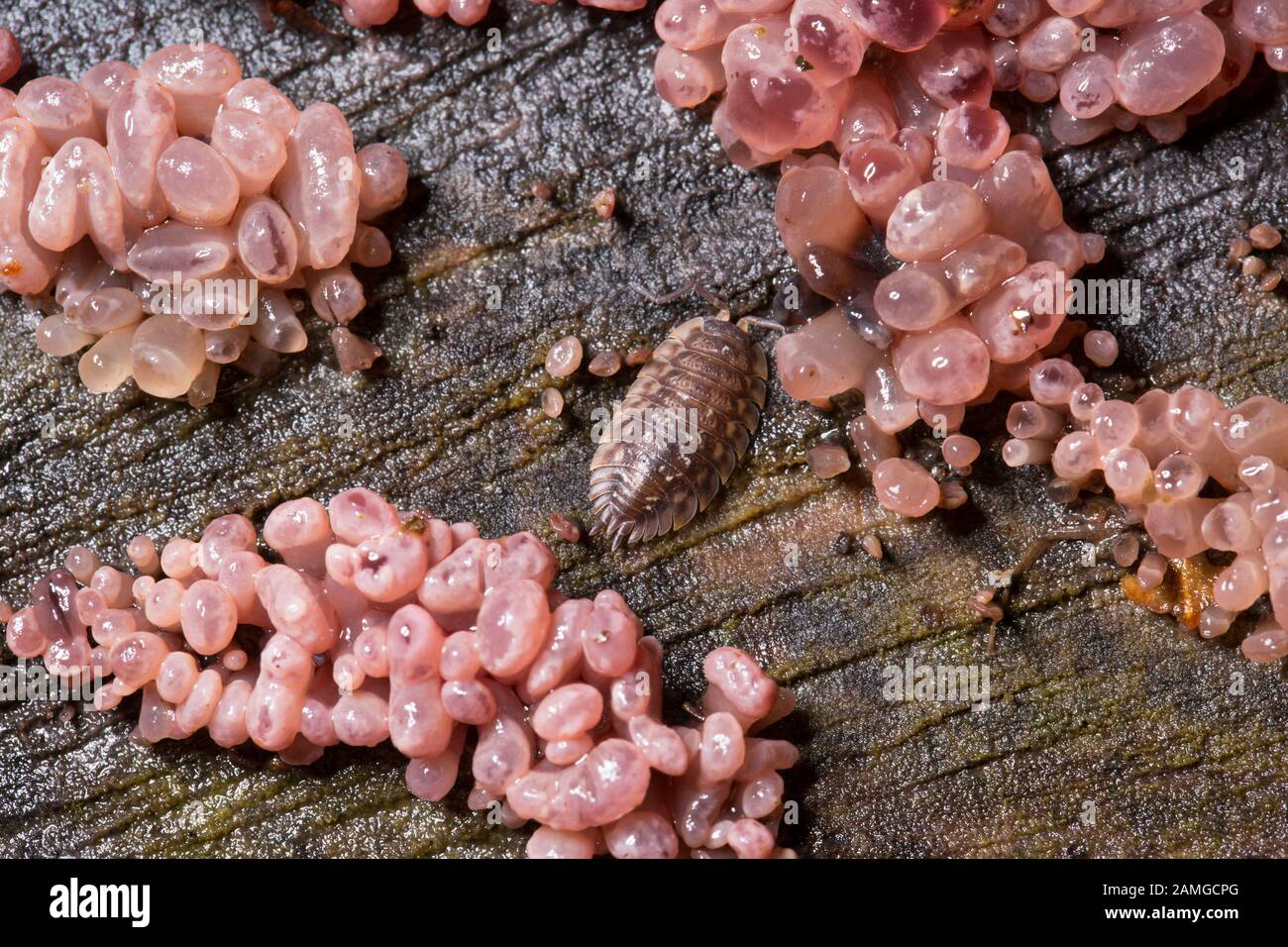 A Common Shiny woodlouse, Onisus ocellus, resting on bark surrounded by purple jellydisc fungi, Ascocoryne sarcoides, in a garden in Lancashire photog Stock Photo