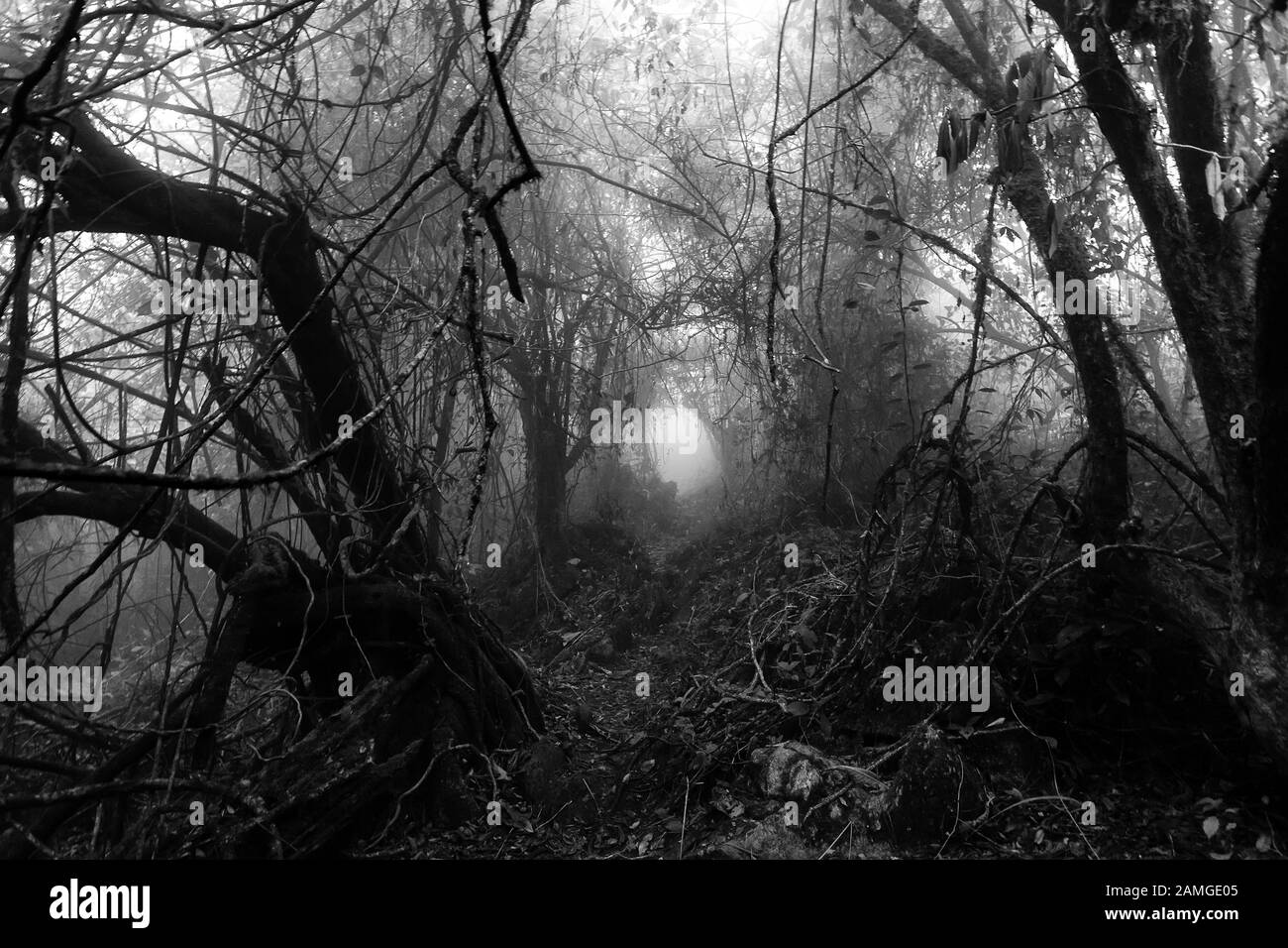 Gloomy natural tunnel in a foggy tropical forest, black and white edition Stock Photo