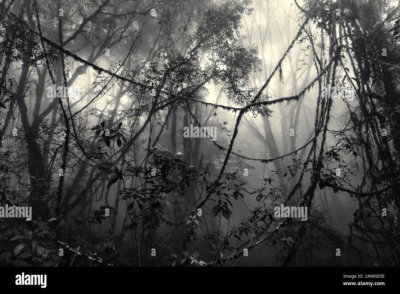 Misty tropical forest with tangled lianas in early morning, vintage tinted edition Stock Photo