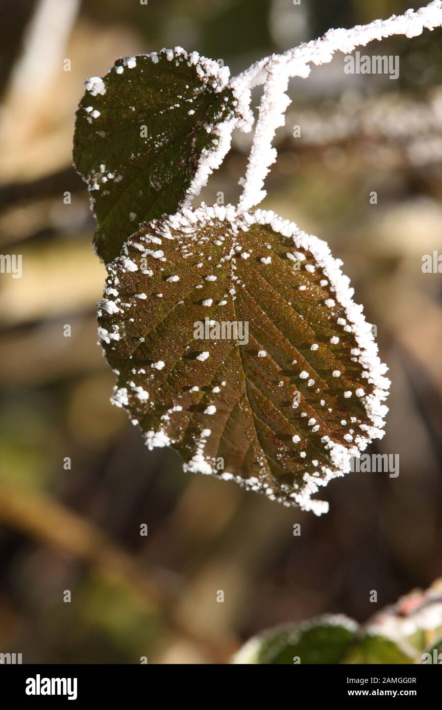 Leaves with hoarfrost Stock Photo