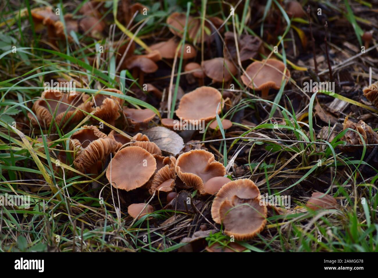 a Group of toasted Wax caps Stock Photo