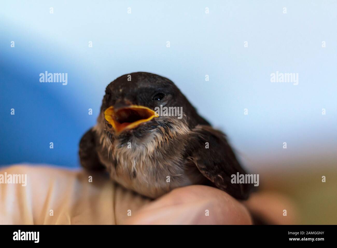 Baby swallow begging for food Stock Photo Alamy