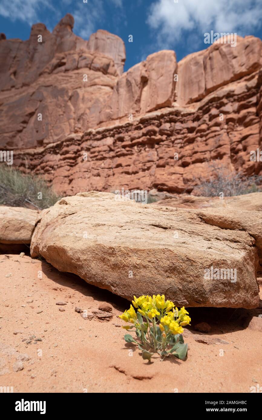 Yellow Spring Flowers, Arches National Park, Moab, Utah Stock Photo
