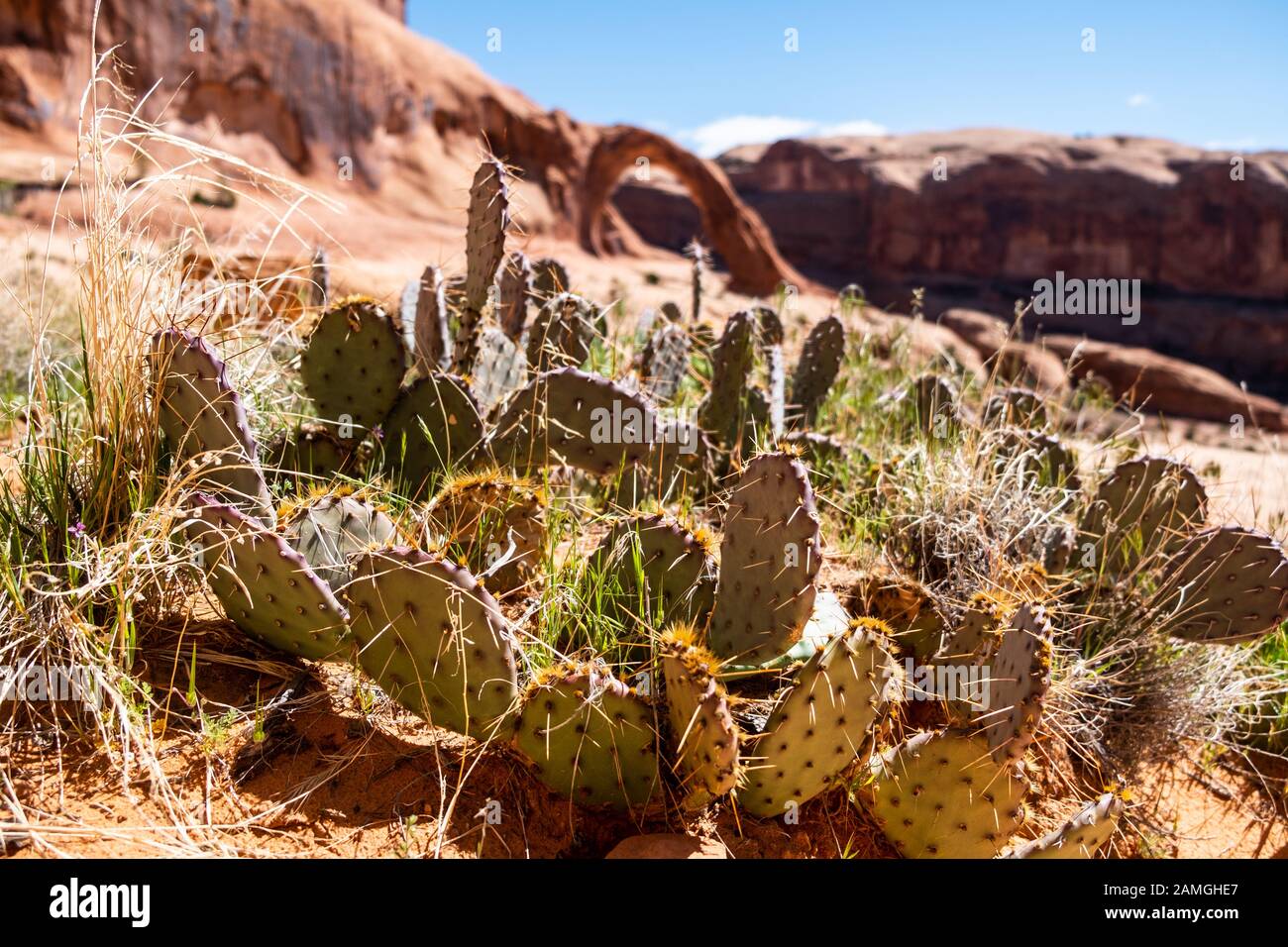 Cacti near Corona Arch, Moab, Utah USA Stock Photo