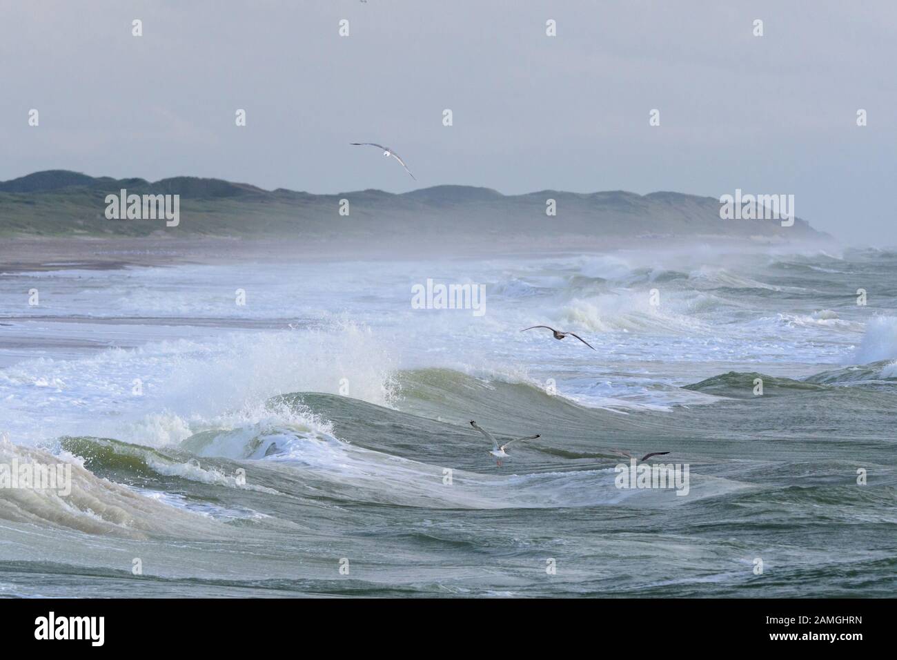 Breaking Wave, Vorupor, Nationalpark Thy, Thisted, North Sea, North ...