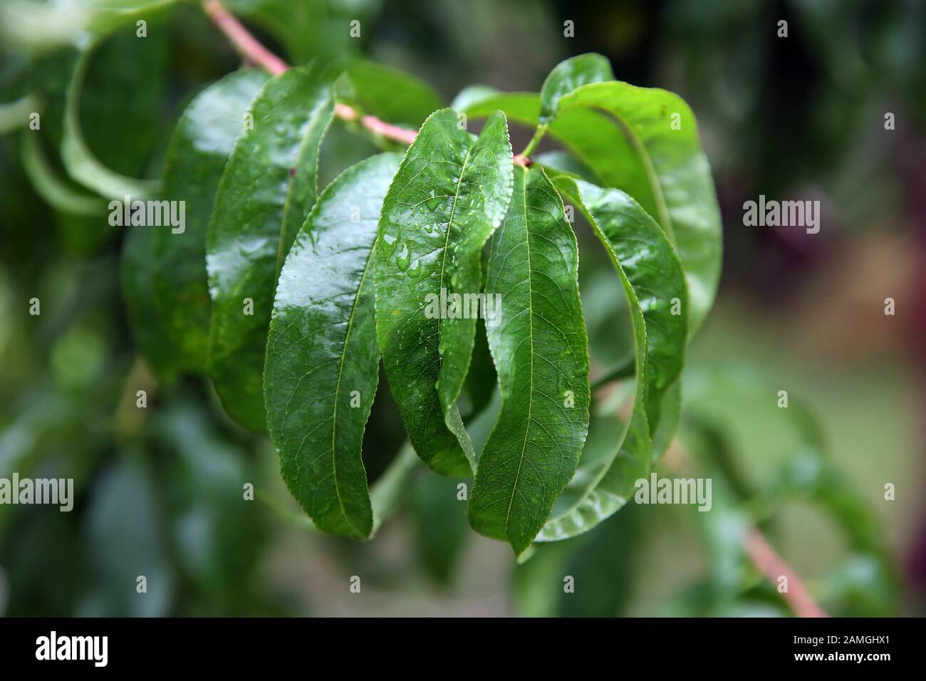 sick wrinkled green leaves and nectarine fruits in the garden on tree close-up macro.A Drop leaf Stock Photo