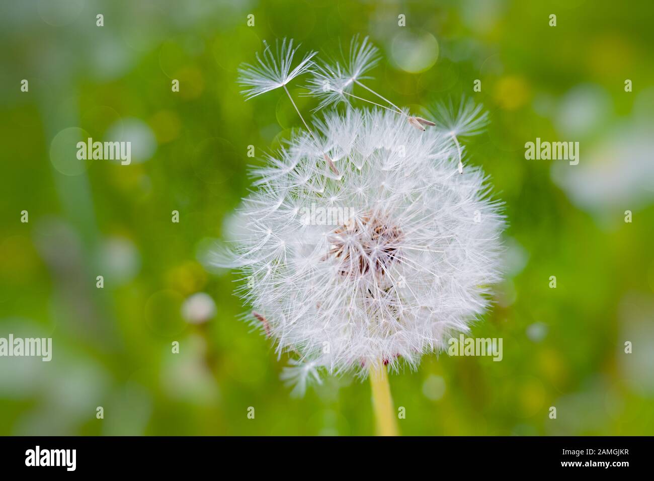 Dandelions gone to seed in a springtime lawn. Stock Photo