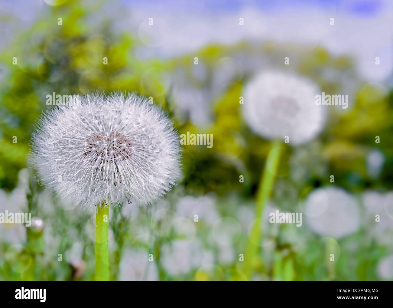 Dandelions gone to seed in a springtime lawn. Stock Photo