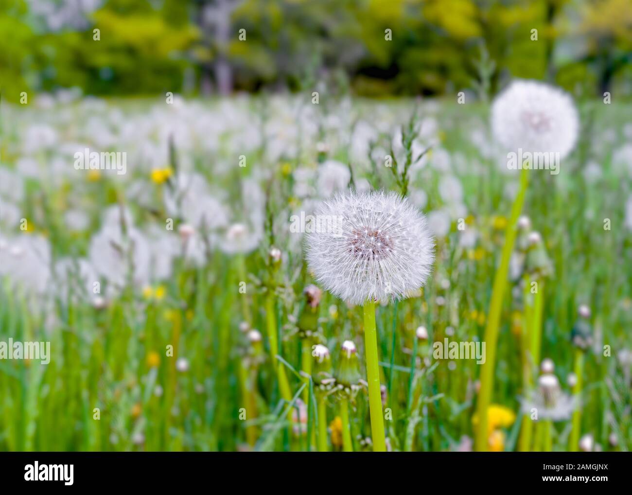 Dandelions gone to seed in a springtime lawn. Stock Photo